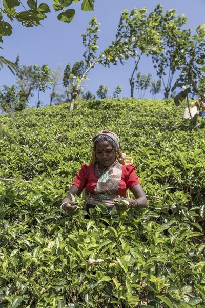 Tea plantation in Nuwara, Sri Lanka