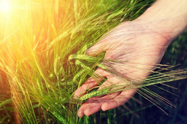 Hand and ripe wheat ears in warm sunlight