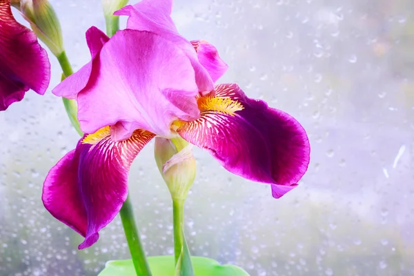 Deep purple iris flower
