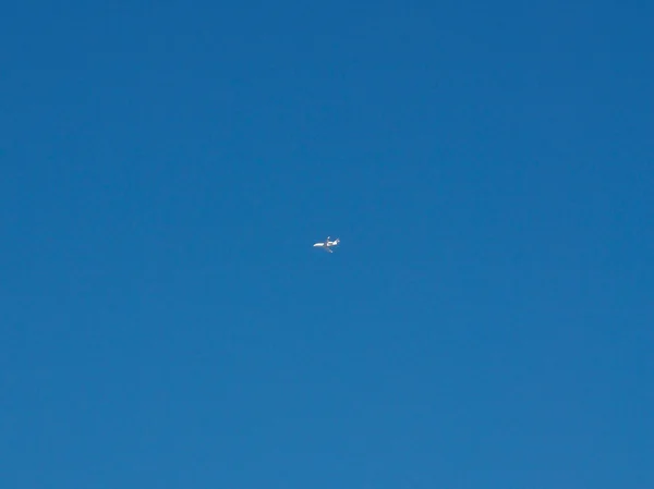 Plane in sky