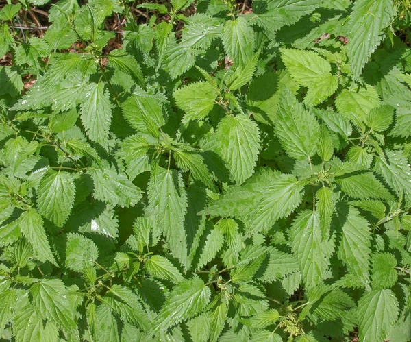 Stinging nettle