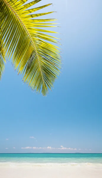 Tropical beach. Vertical panorama with a lot of useful copy-spac