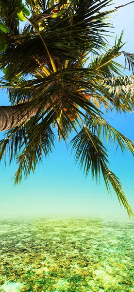 Palm tree. Vertical panorama.