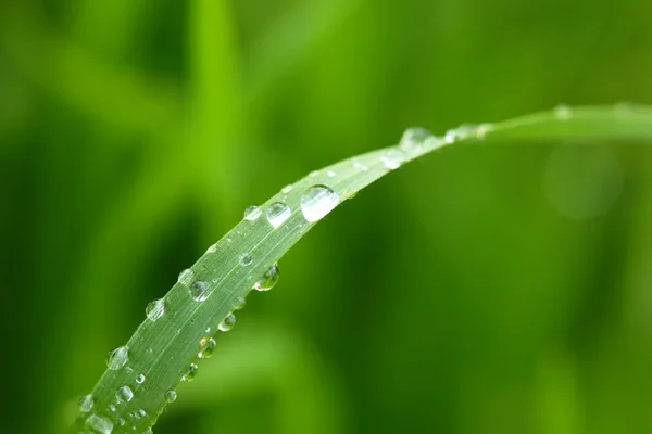 Fresh green wheat grass with drops dew macro background