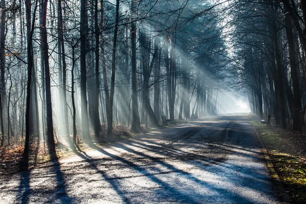 Road and sunbeams in strong fog in the forest, Poland.