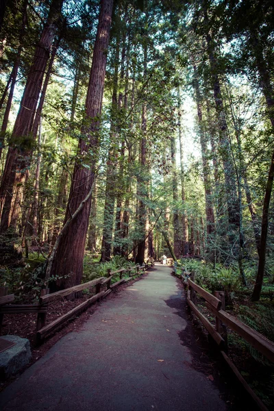 Redwood national park in california, usa