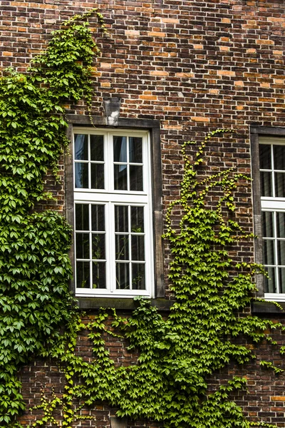Window covered with green ivy