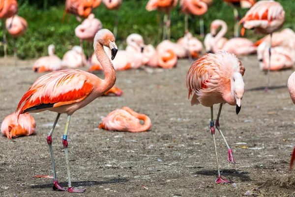 The pink Caribbean flamingo ( Phoenicopterus ruber ruber ) goes on water. Pink flamingo goes on a swamp.