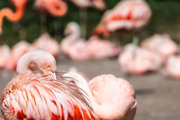 The pink Caribbean flamingo ( Phoenicopterus ruber ruber ) goes on water. Pink flamingo goes on a swamp.