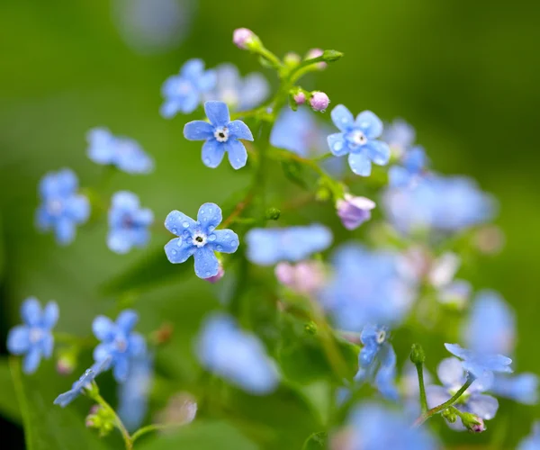 Forget-me-not flowers after the rain
