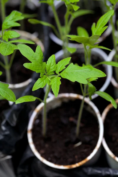 Young tomato plants in plastic pots