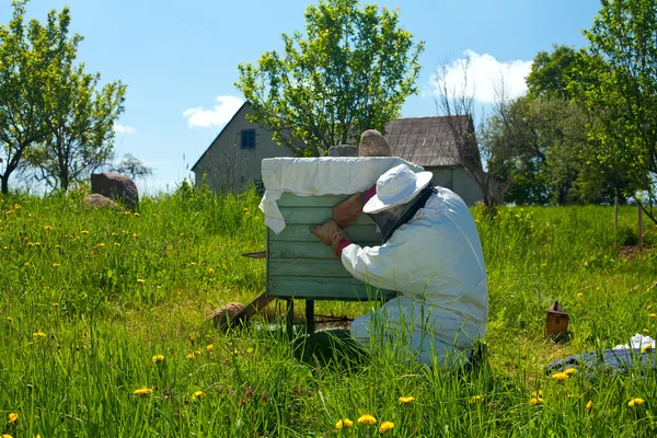 Beekeeper working in his apiary