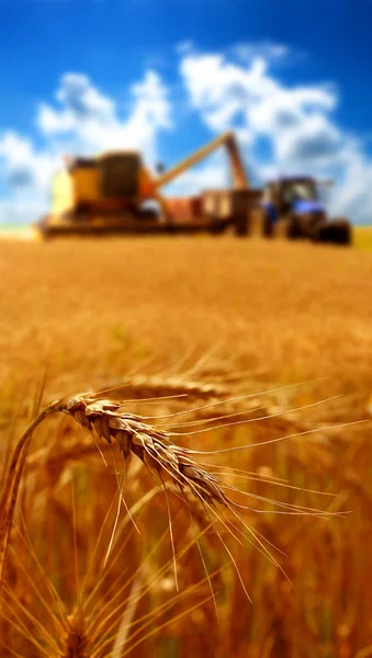 Grain harvest