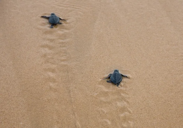 Baby turtles making it\'s way to the ocean