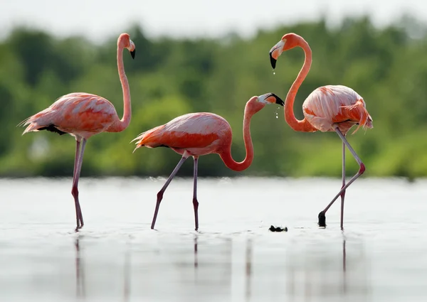 The pink Caribbean flamingo goes on water.