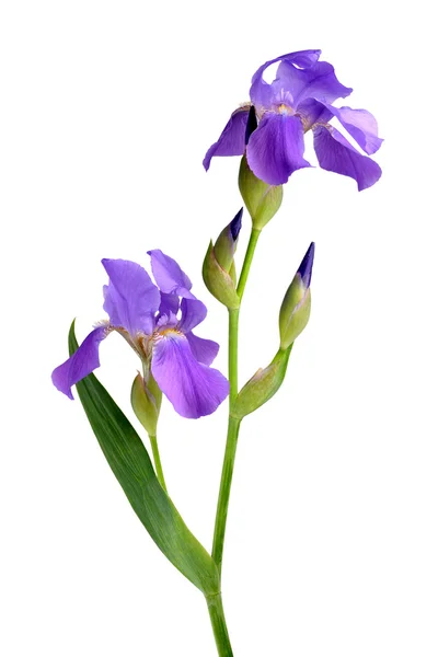 Iris flowers isolated on white background