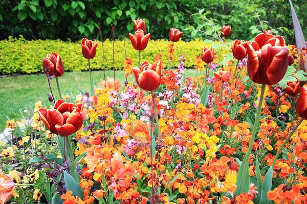 Spring tulips in St Regents Park, London