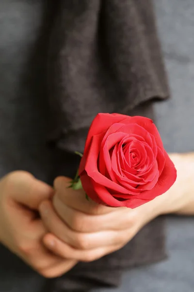 Beautiful red rose in male hands (soft focus on roses)