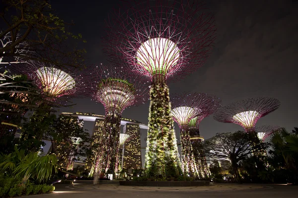 Night view of The Supertree Grove at Gardens by the Bay