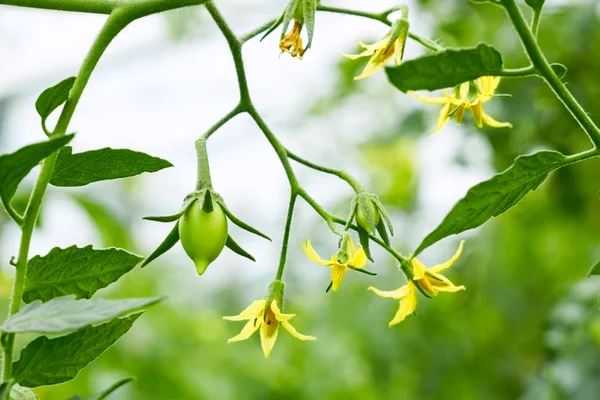 Tomatoes flowers and green fruits close up