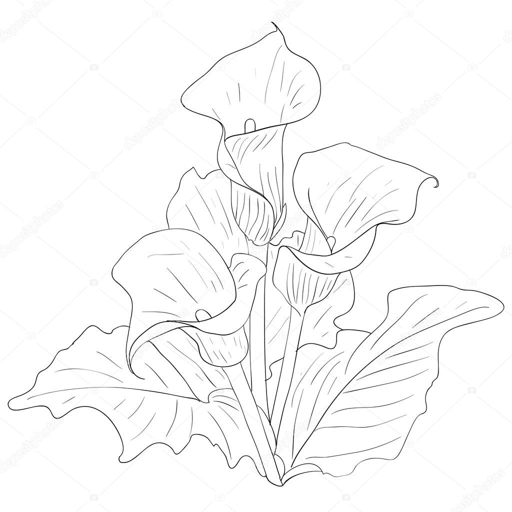 Hermosas flores lirios sobre un fondo blanco dibujado por