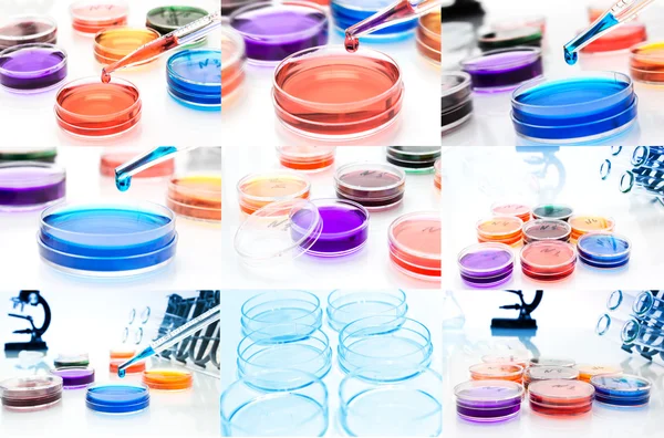 Collage (set) of petri dishes.lab tools.