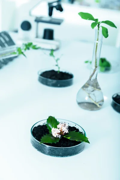 Genetically modified plant tested in petri dish .