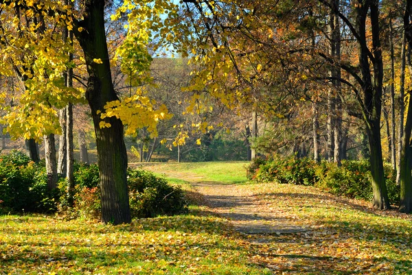Autumn in Park