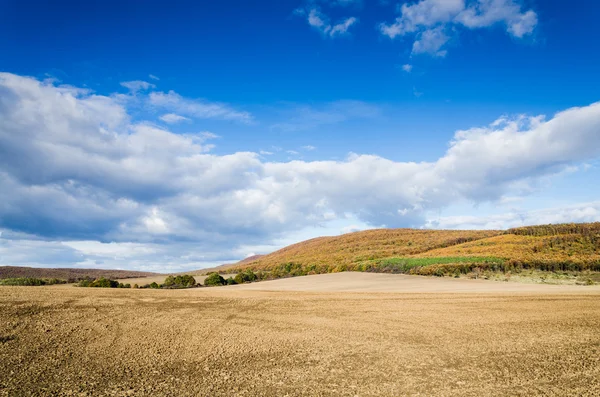 Brown field and blue sky