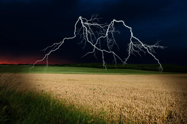 Thunderstorm with lightning in wheat land