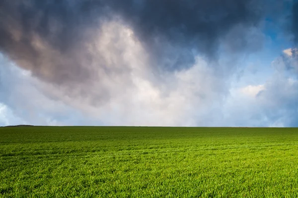 Green field in the night