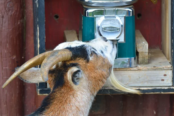 Goat Helping itself