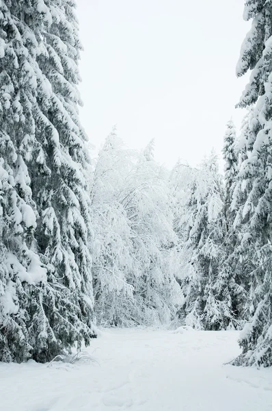Trees in the snow. Snowy forest in northern Russia