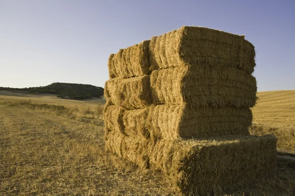 Squared hay balls stacked in a sunny day