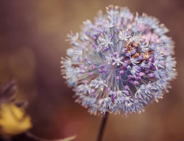 Circle flower