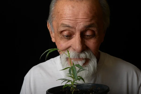Senior man Grows marijuana