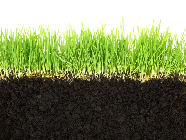 Cross-section of soil and grass isolated on white background