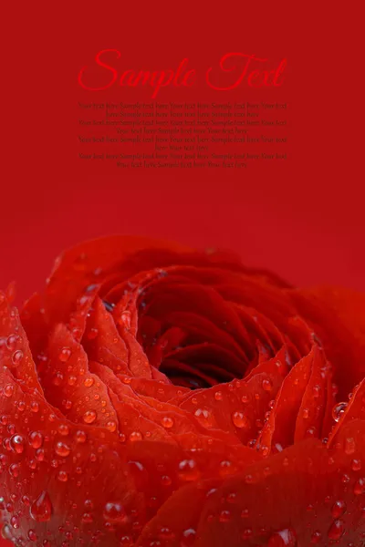 Beautiful wet red flower background with copy-space