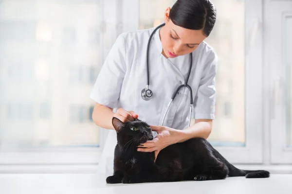Veterinarian examining ears of a cat while doing checkup at clin