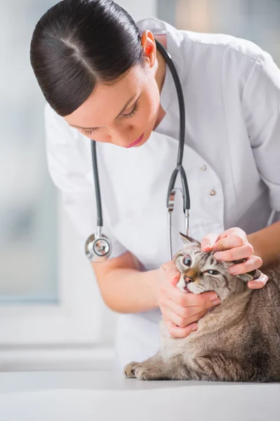 Veterinarian examining eyes of a cat while doing checkup at clin