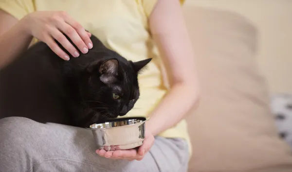 Unrecognizable woman feeding her black cat at home