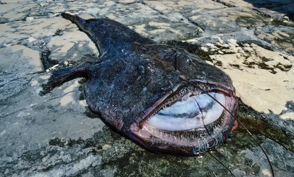 A big angler fish (Lophius piscatorius) — Stock Photo #27814427