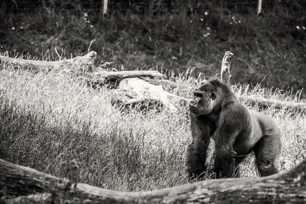Black and white photo of a gorilla
