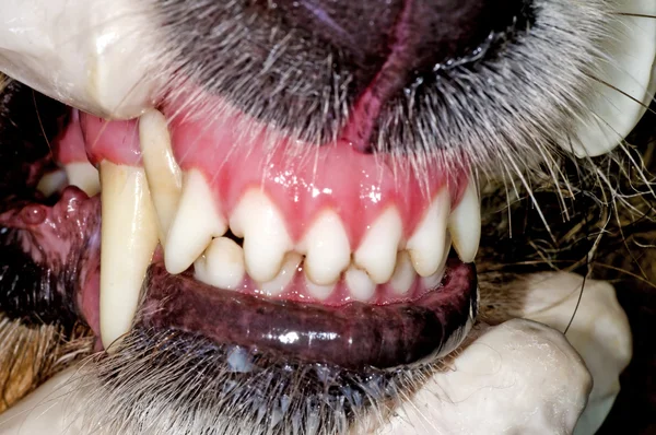 Dog teeth examination