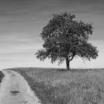 stock-photo-tree-on-a-way-with