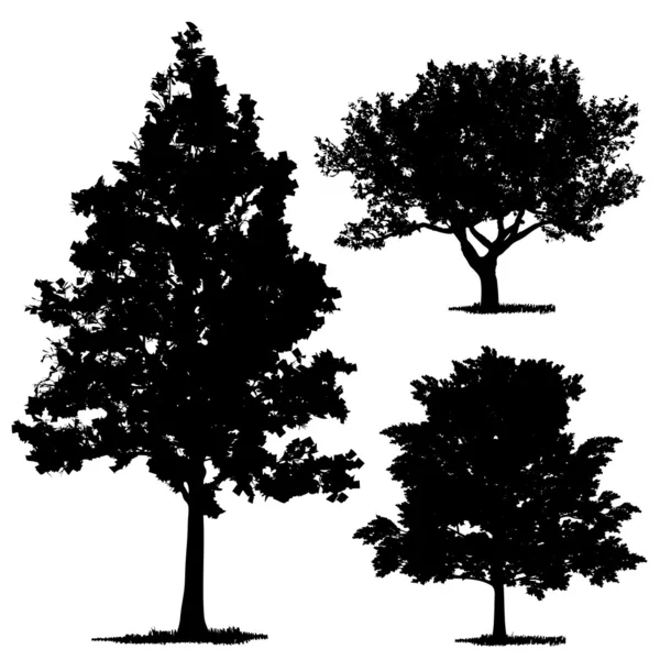 Vector drawing of the tree - detailed vector