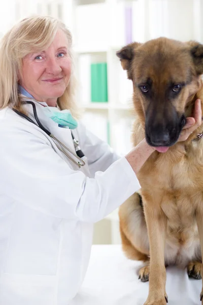 Senior veterinarian hugging and calms the German Shepherd Dog