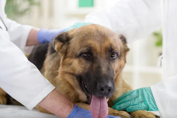 German shepherd dog at vet clinic