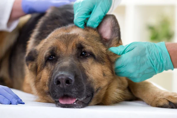 Vet checking the ears of a German Shepherd dog