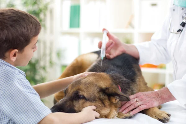 Veterinary surgeon is giving the vaccine to the German Shepherd